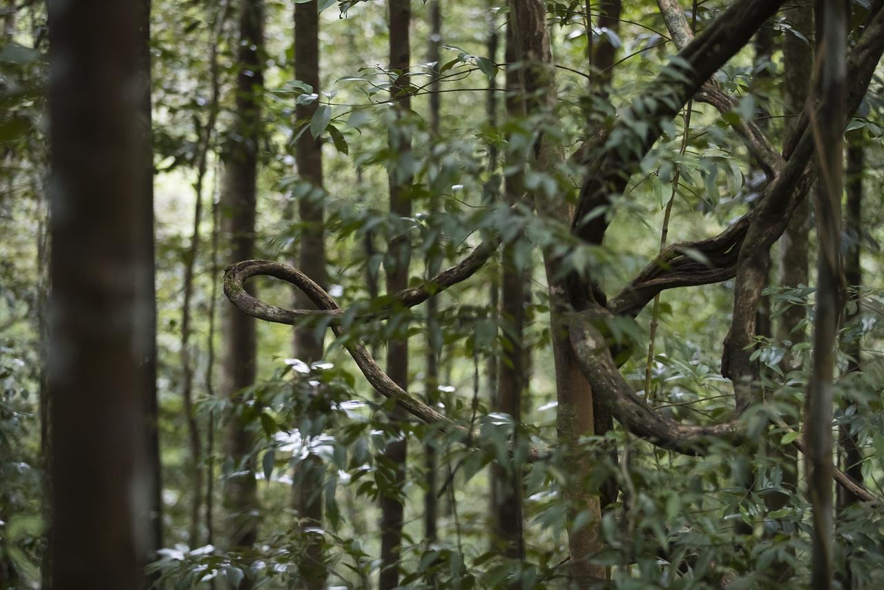 Sinharaja Forest Edge Pensión Deniyaya Exterior foto